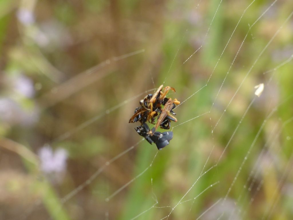 Lotta tra Pompilidae e ragno